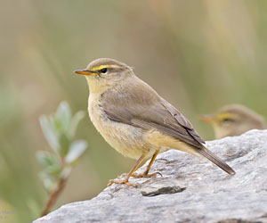 Дуучшувуу (Хасагт дуучшувуу)